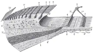 Limbus laminæ spiralis and membrana basilaris