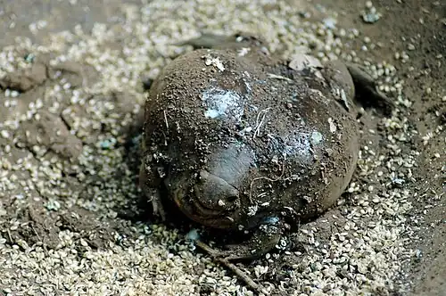 Front view