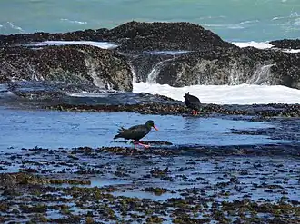 Haematopus moquini