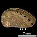 Shells of animals a little larger than 10&nbsp;mm (3⁄8&nbsp;in) have dots but only on the shell ridges