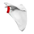 Lateral angle shown in red
