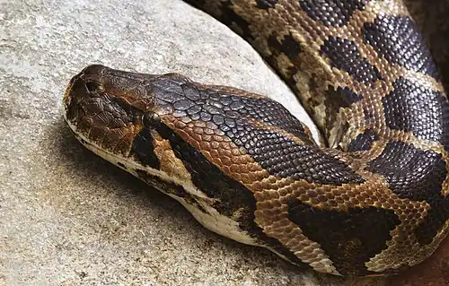 Head