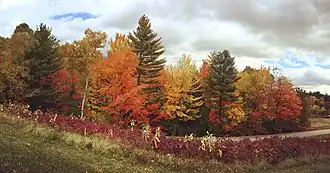 A wide-angle image showing Hubbard Brook Experimental Forest in the fall. Trees in fall foliage are in the background with prairie in the foreground. The forest and prairie are separated by a small paved road.