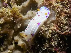 Specimen feeding on sponge
