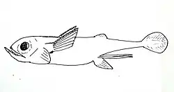 The Iniopterygiformes Sibyrhynchus denisoni (Holocephali)