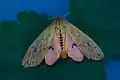 Isabella tiger moth with hindwings