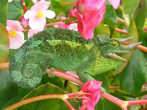 Image 9 Jackson's Chameleon Photo credit: Rich Torres Chamaeleo jacksonii, commonly known as Jackson's Chameleon or the Three-horned Chameleon, is an African chameleon. Native to the humid, cooler regions of Kenya and Tanzania, this specimen is from a feral population established in Hawaii in the 1970s. Males possess three brown horns, but females usually have none or just traces of the rostral horn (on the nose). More selected pictures