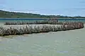 Fish trap