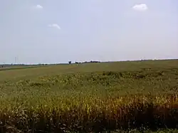 Wheat field near Temerin