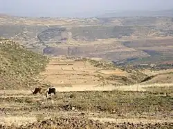 Hamushte kebeb