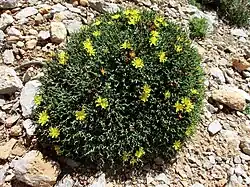 Habit