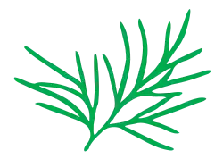Leaf morphology
