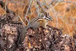 Brown chipmunk
