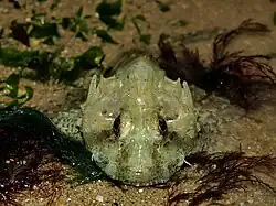 Image 71Long-spined sea scorpion (from Coastal fish)