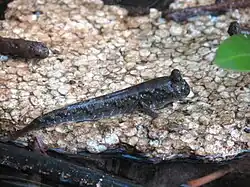 Mudskipper