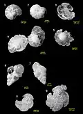 Several foraminiferans replaced by silica from the Menuha Formation.