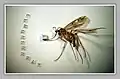 Supermicrobook. Size 0,8 x 0,8&nbsp;mm.