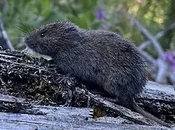 Microtus oregoni