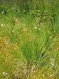 Purple moorgrass