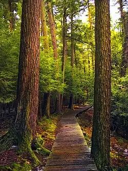 A curving boardwalk through a forest of massive hemlock trees