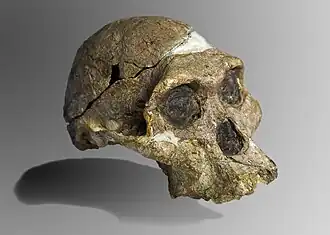 Original skull of Mrs. Ples, a female A. africanus