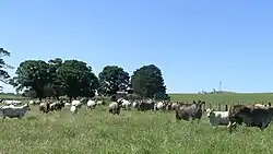 Image 2Murray Grey cows and calves (from Economy of New South Wales)