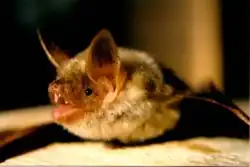 Brown bat
