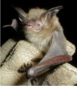 Brown bat