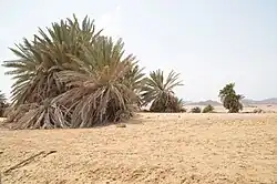 Nabq Protected Area