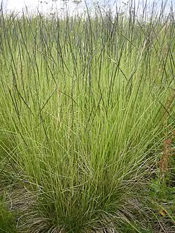 Matgrass .