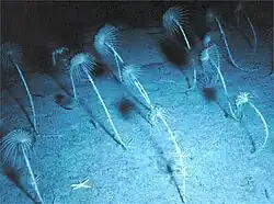 Neocrinus decorus (Balanocrinidae)