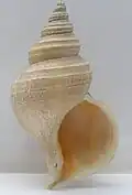 Neptunea despecta (apertural)