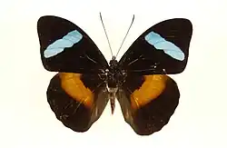 Male