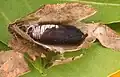 Pupa