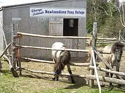 Newfoundland pony