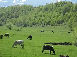 Novosej