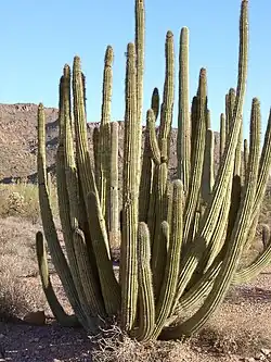 An organ pipe cactus in the monument