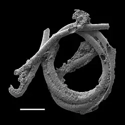 Cyanobacterial remains of an annulated tubular microfossil Oscillatoriopsis longa [183] Scale bar: 100 μm