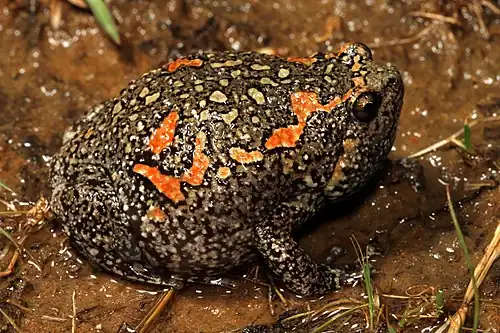 Lateral view