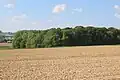 The forest of Parike