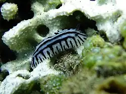 Phyllidiopsis sp. 1