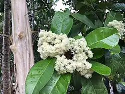 Piment flower