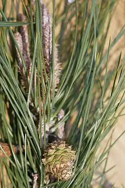 Leaves