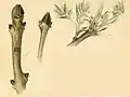 Ash leaflet mined by the young larva (1b); ash twigs beneath the bark of which the larva has burrowed (1b*) and an ash shoot eaten by the adult larva (1b**)