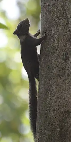 Gray squirrel