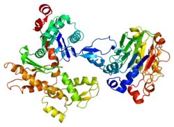Beta-actin.