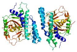 Ribbon diagram of human PARP1 protein, showing two domains with alpha-helices and beta-sheets in rainbow coloration from N-terminus (blue) to C-terminus (red).