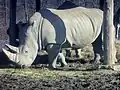 Southern white rhinoceros