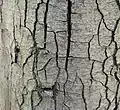 Trunk