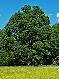 Pedunculate oak.